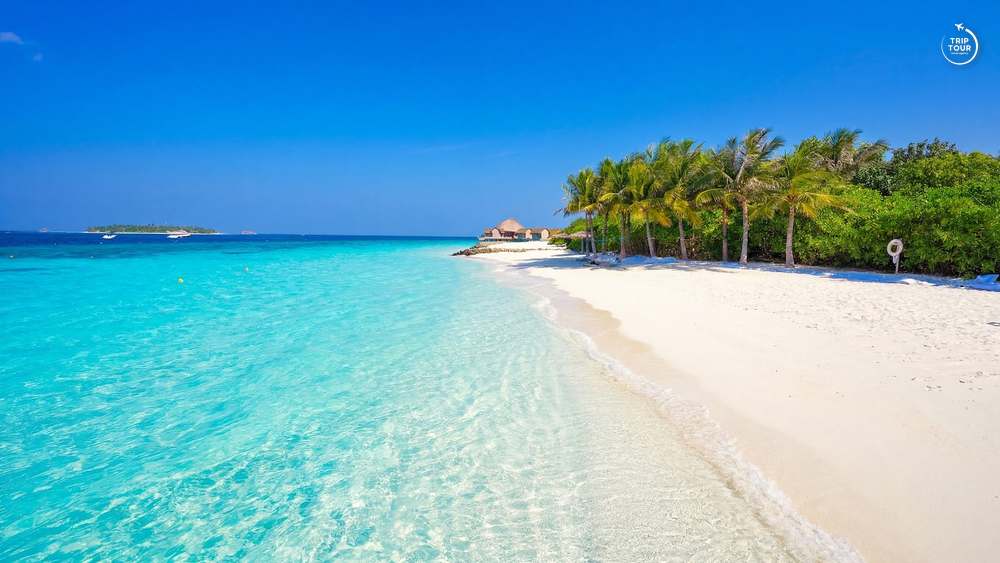 White Harp Beach