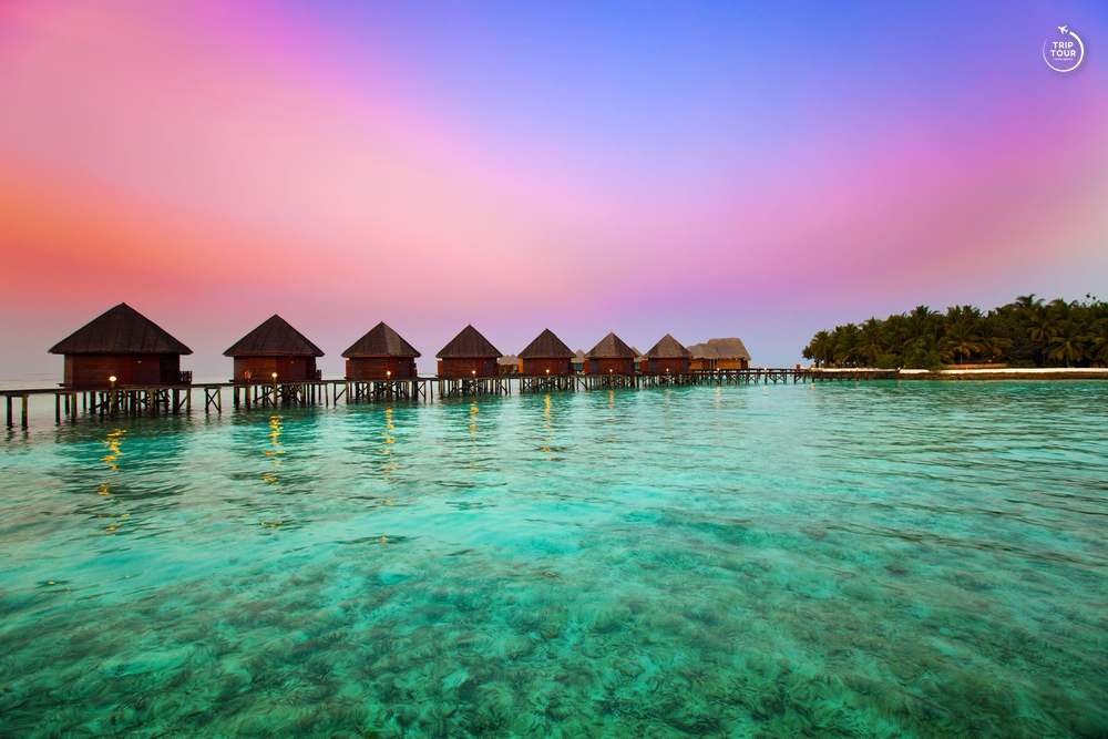 Maldives · Гули